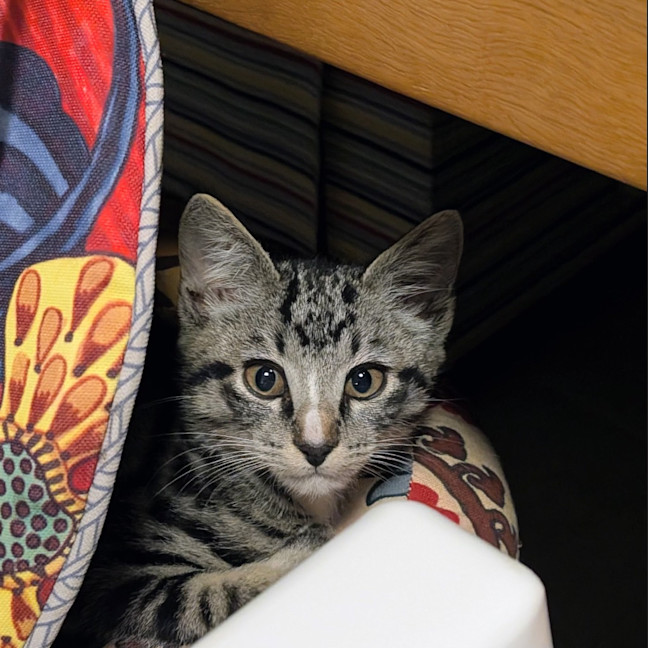 Photo of Timmy