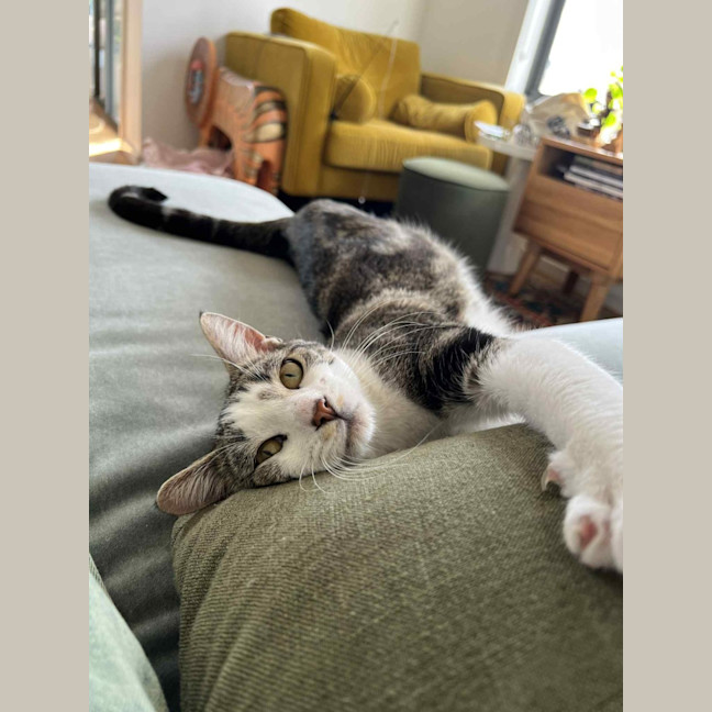 Photo of Fred   In Foster Care In Northcote