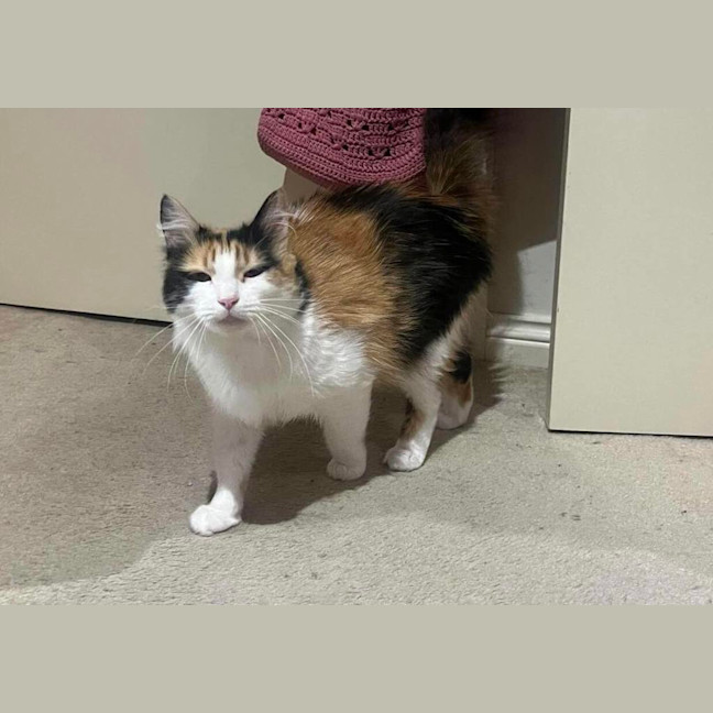 Photo of Callie 
