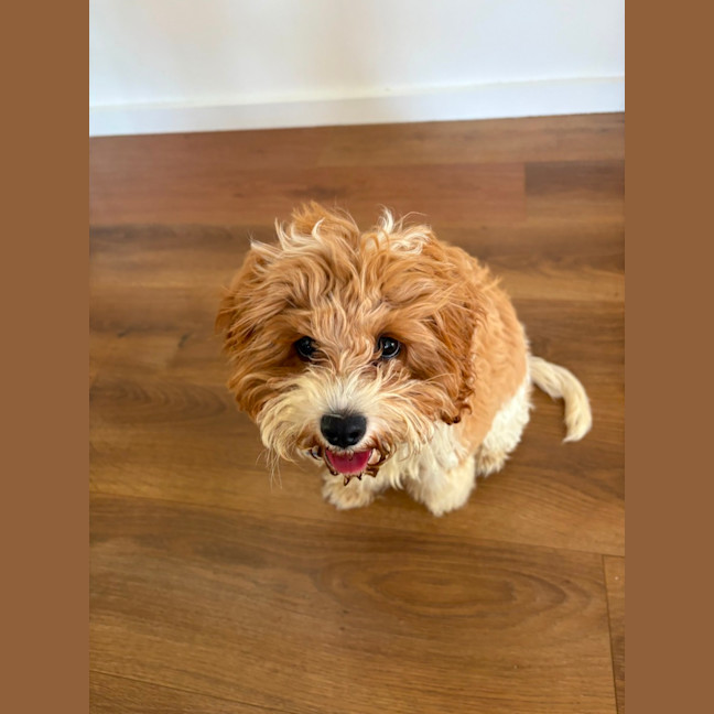 Photo of Maisie