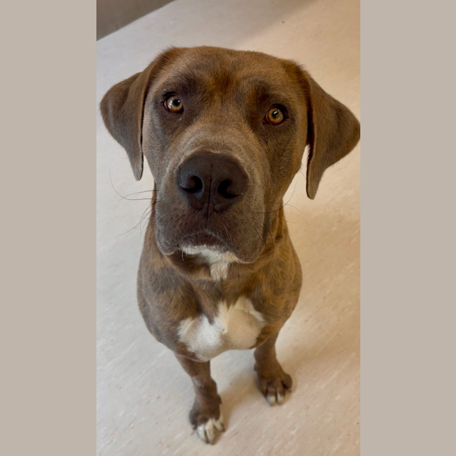 Photo of Bandit