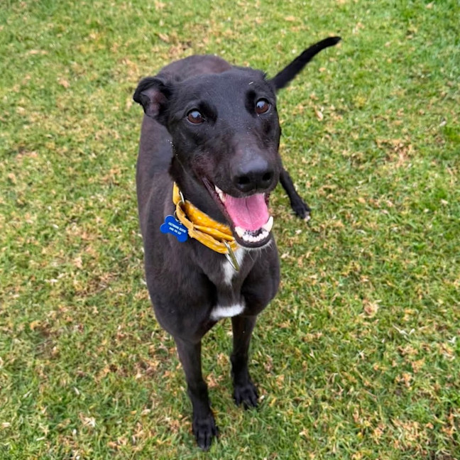 Photo of Chicane The Greyhound