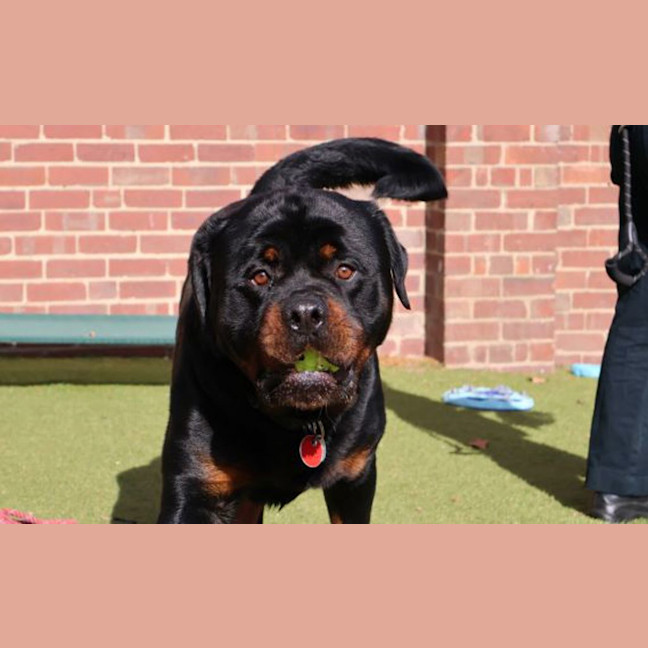 Photo of Sumo The Sun Bear