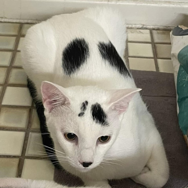 Photo of Arnold Schwarzenegger