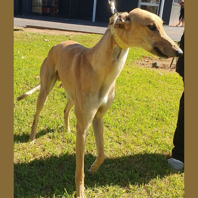 Photo of Hollandaise Sauce