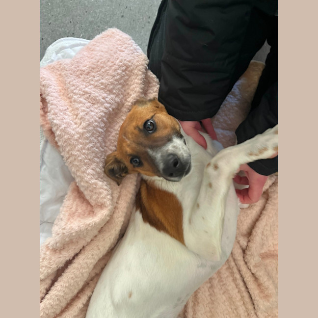 Photo of 🧦✨ Dobby!