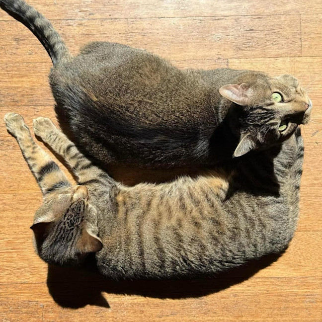 Photo of Liam & Lalo   In Foster Care In Ascot Vale