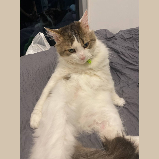 Photo of Reginald 