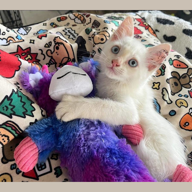 Photo of Thor