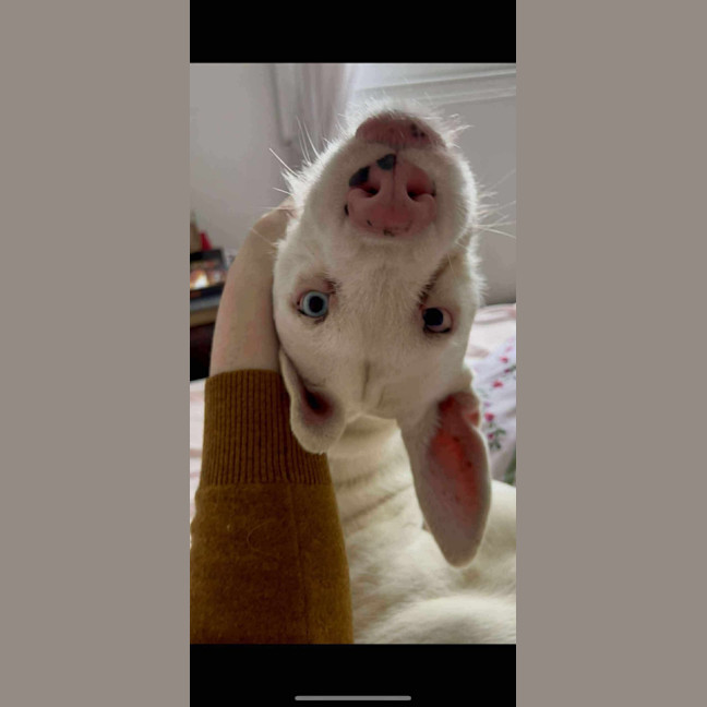 Photo of Coconut Slice