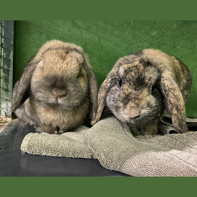 Photo of Duchess