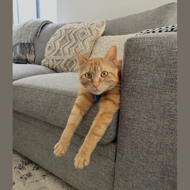 Photo of Chilli