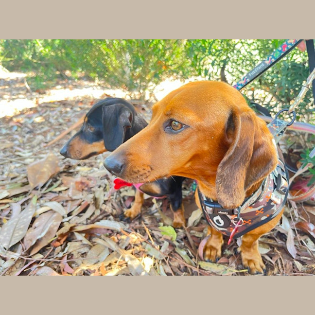 Photo of Rosie And Chase