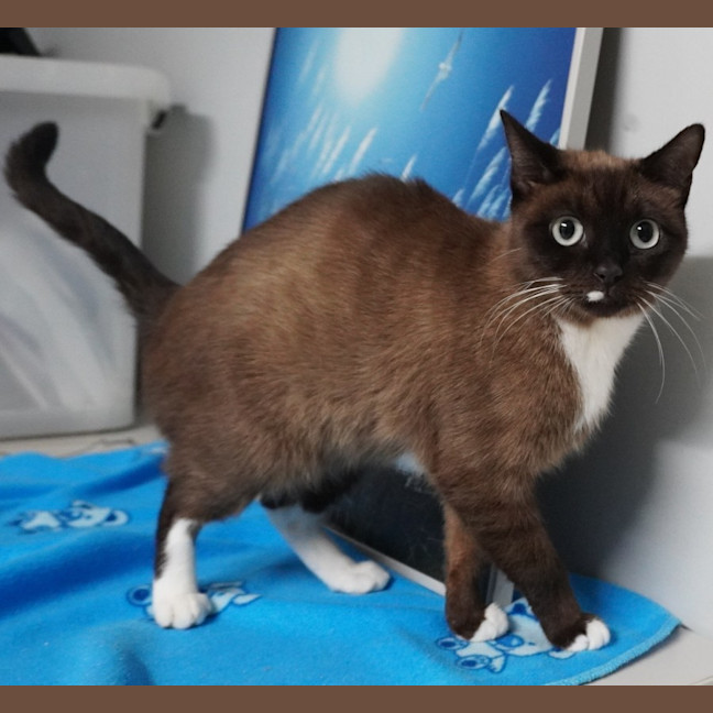 Photo of Cocoa