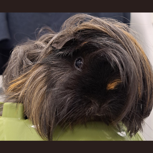 Photo of Wilbur