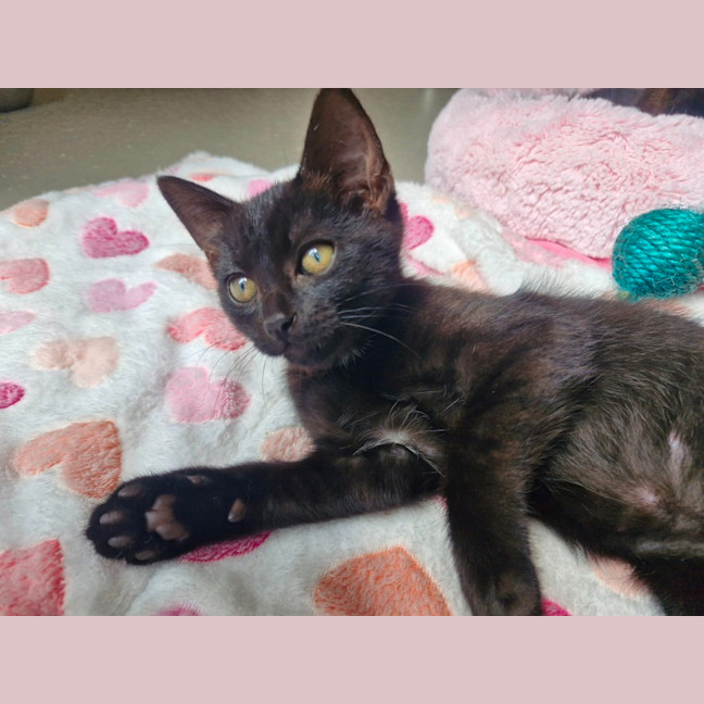 Photo of C1544 Odessa