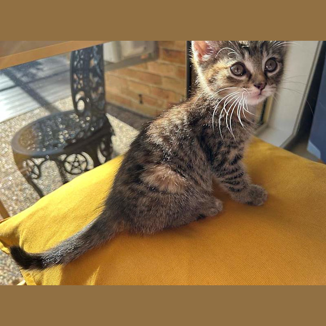 Photo of Cleo