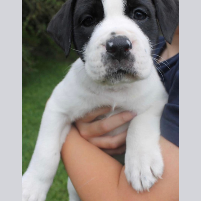 Photo of Marshmallow