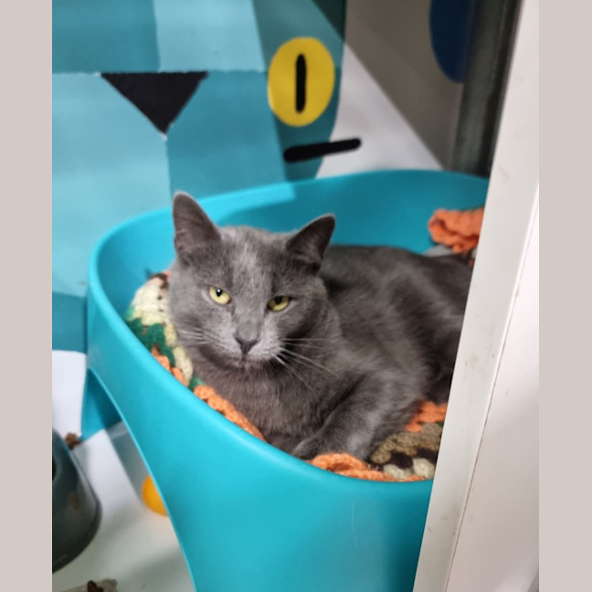 Photo of Biscuit