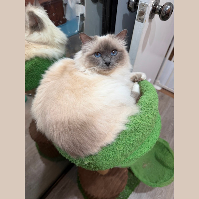 Photo of Stella