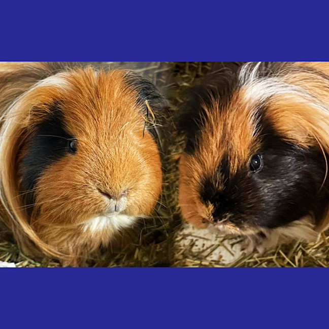 Photo of Fabio / Fonz