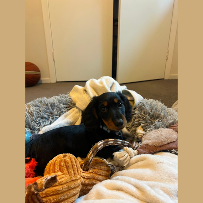 Photo of Arlo   12 Week Old Miniature Dachshund