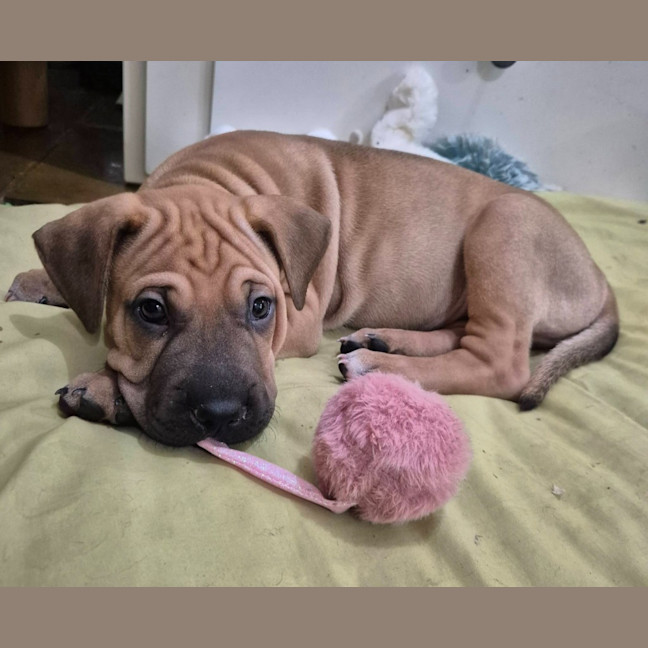 Photo of Pepper