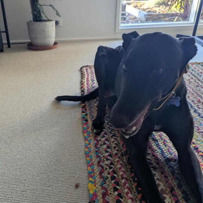 Photo of Rafa The Greyhound
