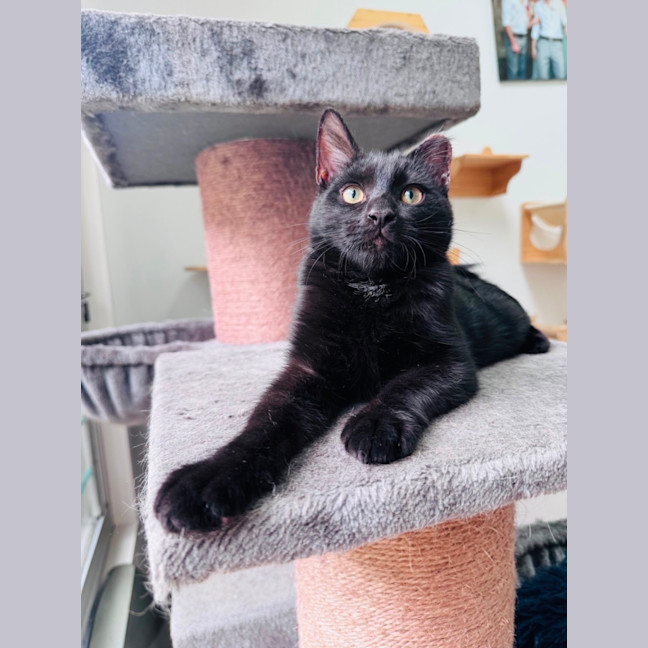 Photo of Pumpernickle Aka Pumpster