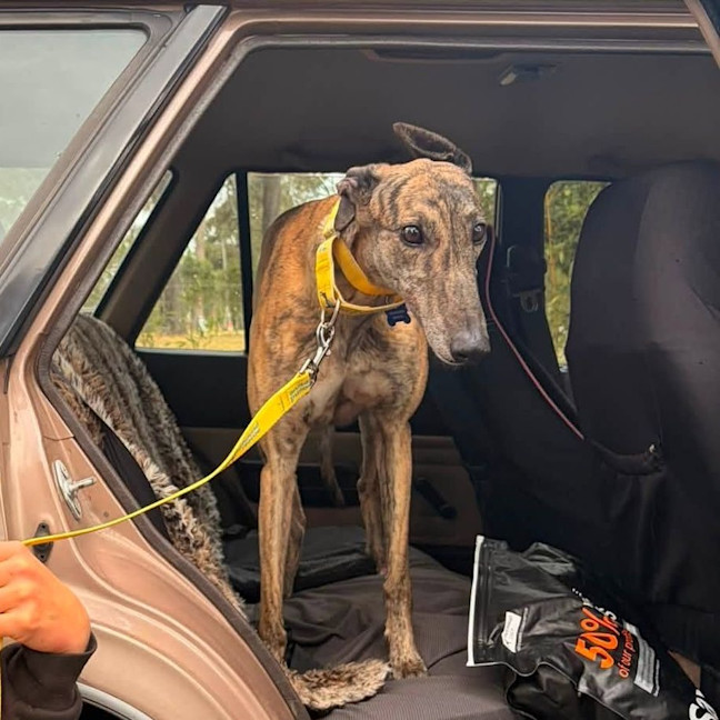 Photo of Shelley The Greyhound