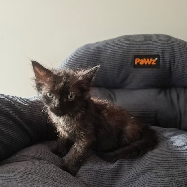 Photo of Nyx