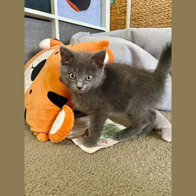 Photo of Sir Walter K43