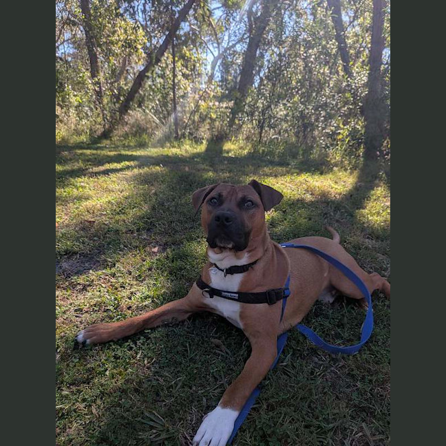 Photo of Bruno