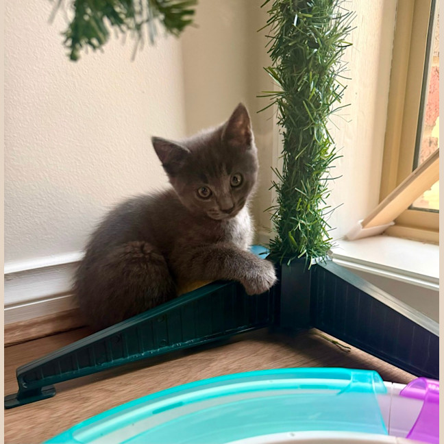 Photo of Little Foot