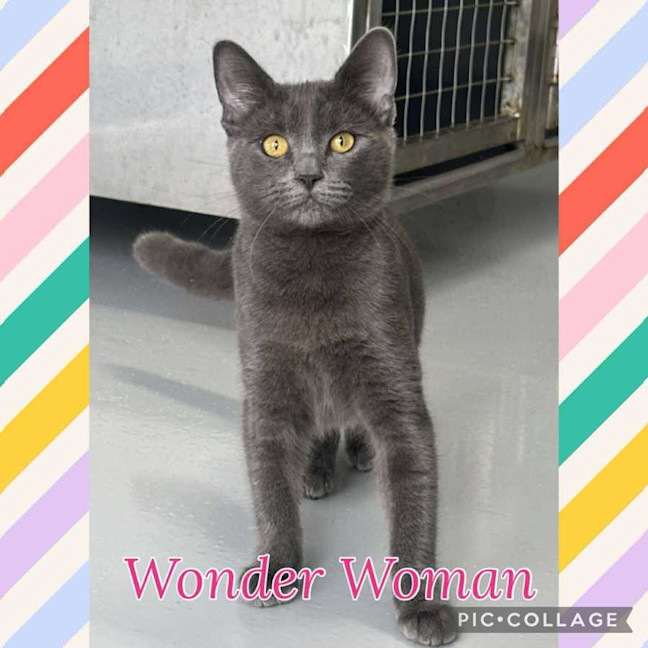 Photo of Wonder Woman