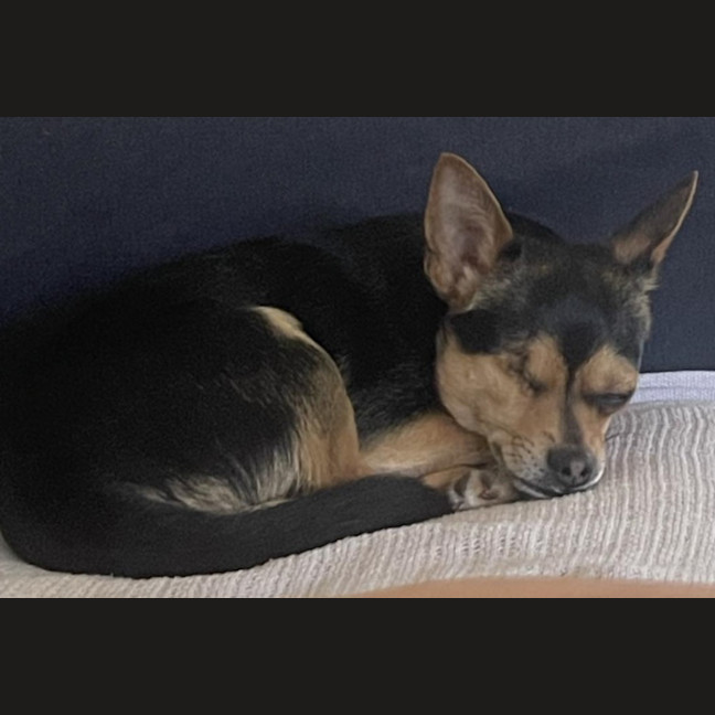 Photo of Indi (Was Oddie)
