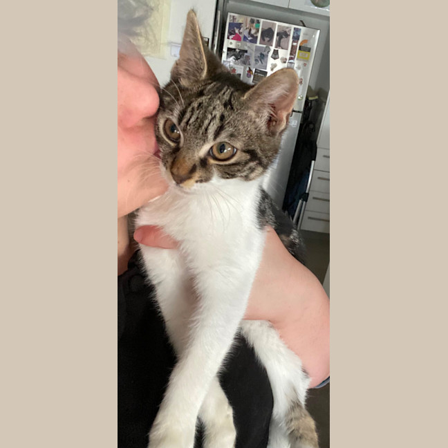 Photo of Zeus **2nd Chance Cat Rescue**