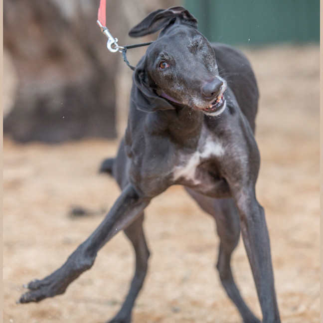 Photo of Royce Witherspoon