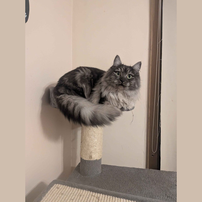 Photo of Juniper