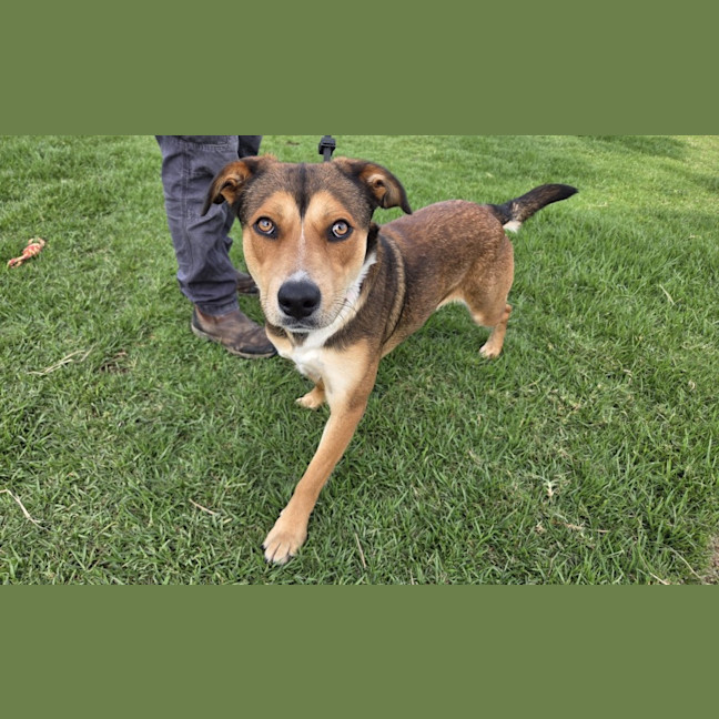 Photo of Tweetie Imp 557