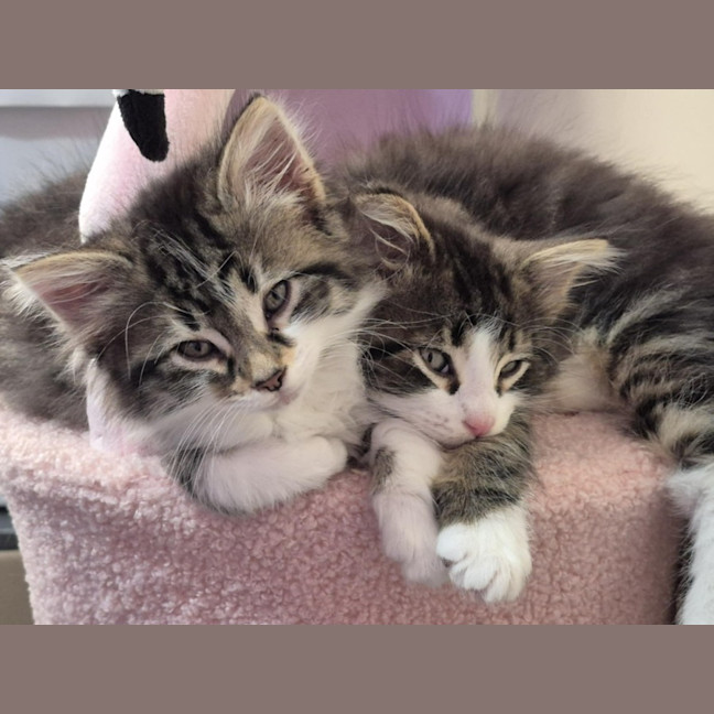 Photo of Clover & Charlie 🌺💙