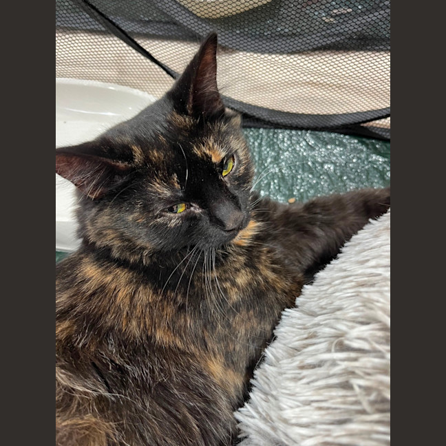 Photo of Tortie Girl