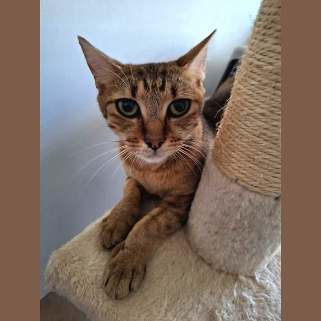 Photo of Sage