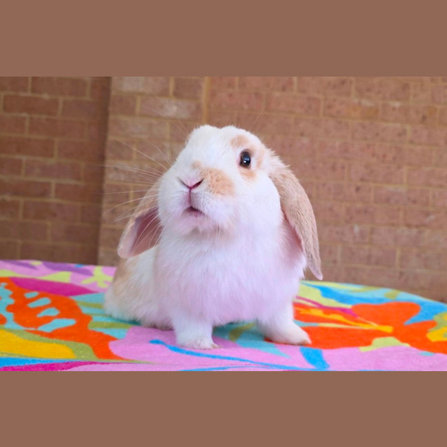 Photo of Biscuit *On Trial*