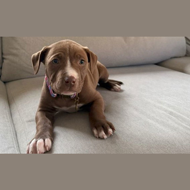 Photo of Milo