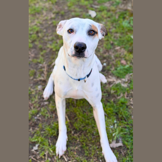 Photo of Boo