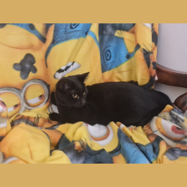 Photo of Layla
