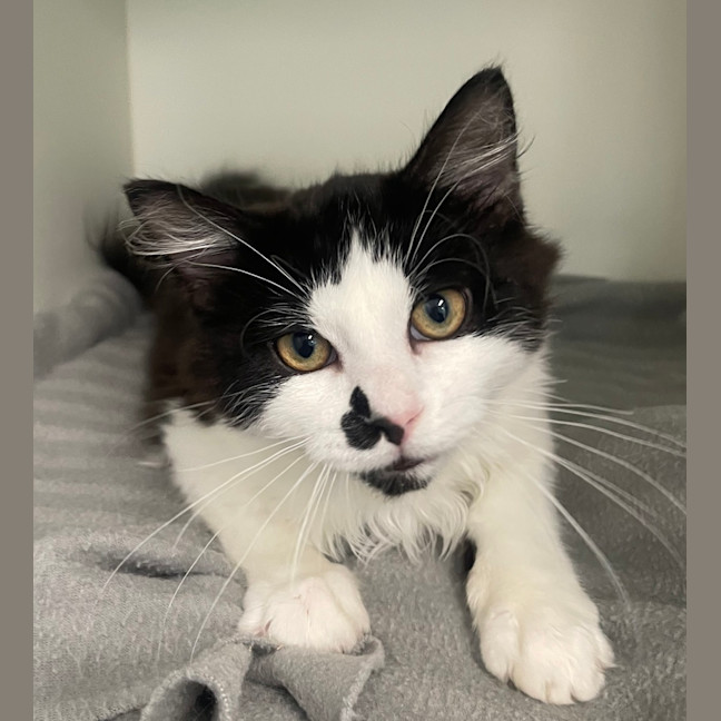 Photo of Domino