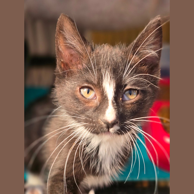 Photo of Sticky Mittens