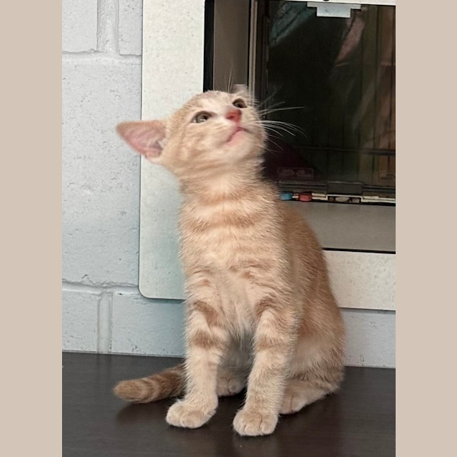 Photo of Cookie